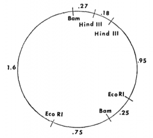 MAIN DNA Seg